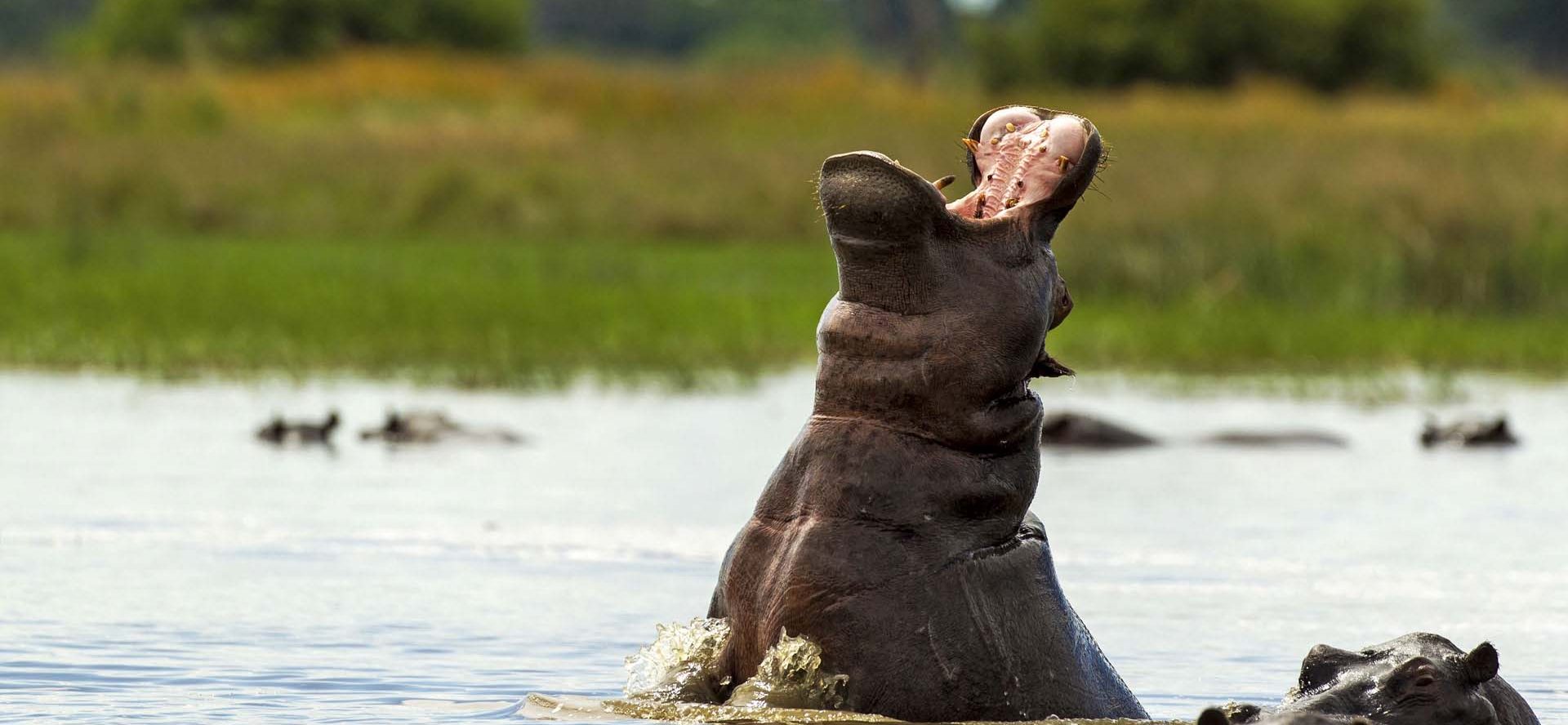 NamibiaCaprivi Strip HUNT IN AFRICA