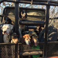 Leopard hunt with dogs 4 Leopard hunt with dogs 4