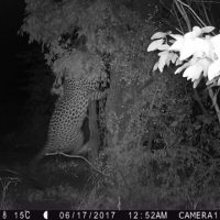 leopard 4 leopard 4