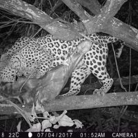 leopard 5 leopard 5