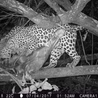 leopard 5 leopard 5
