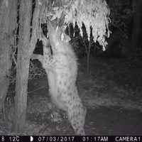 leopard 6 leopard 6