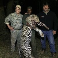 leopard hunt with dogs 2 leopard hunt with dogs 2