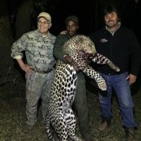 leopard hunt with dogs 2 leopard hunt with dogs 2